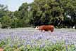 Steer in pasture of blubonnets (40KB)