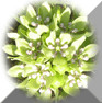 White to Green Flowers