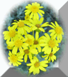 Yellow to Orange Flowers