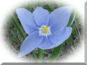 Blue and Purple Flowers