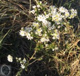note the small leaves reminding one of heath plants