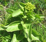 Note size and shape of leaves