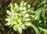 Leaves are rounded and wavy