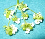 underside of floral umbel.
