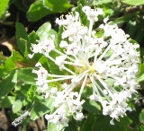 love this one, very fragrant