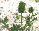 The green flowers in this photo, not the yellow