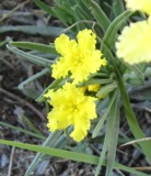 one of the first few yellow flowers to bloom.