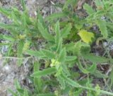 Nettle, stings so put up the large photo for now.